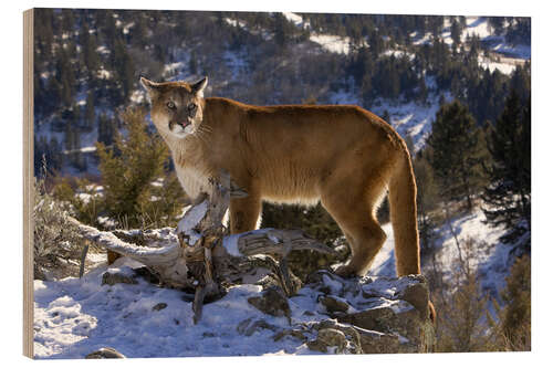 Hout print Puma in snowy mountains