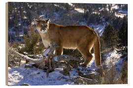 Tableau en bois Puma dans la neige