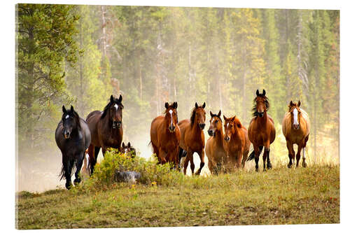 Acrylic print Horses on a hill