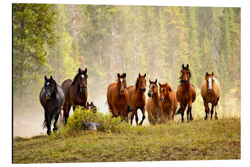 Alumiinitaulu Horses on a forest glade