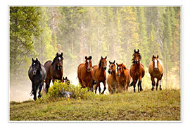 Poster  Pferde auf einer Waldlichtung - Adam Jones