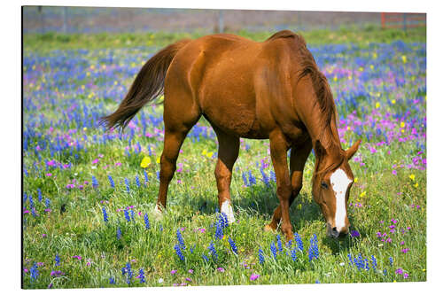 Aluminium print Horse on a flower meadow