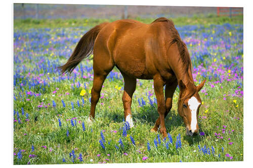 Bilde på skumplate Horse on a flower meadow