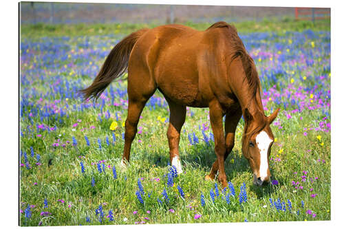 Gallery print Horse on a flower meadow