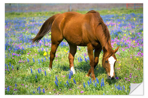 Sticker mural Cheval dans une prairie avec des fleurs sauvages