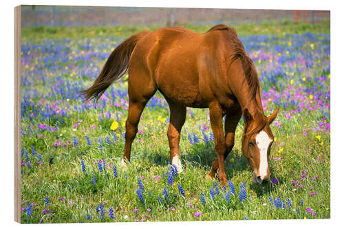 Wood print Horse on a flower meadow