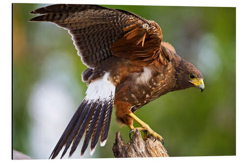 Aluminium print Desert buzzard with wide wings