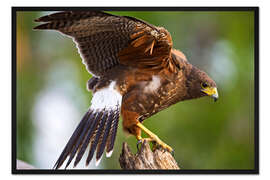 Gerahmter Kunstdruck Wüstenbussard beim Abflug