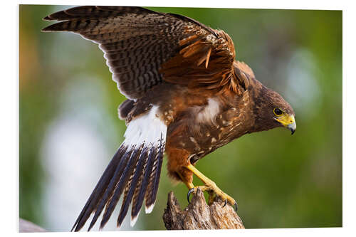 Foam board print Desert buzzard with wide wings