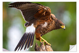 Selvklebende plakat Desert buzzard with wide wings