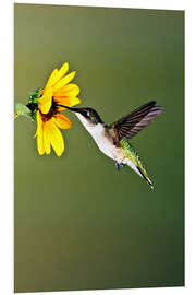 Quadro em PVC Colibri Rubi-throated no girassol