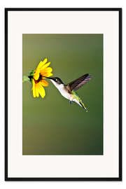 Gerahmter Kunstdruck Rubinkehlkolibri an Sonnenblume