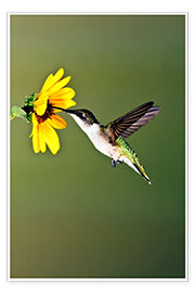 Obraz  Ruby-throated Hummingbird at sunflower - Larry Ditto