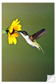 Vinilo para la pared Colibrí garganta rubí en girasol