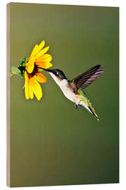 Wood print Ruby-throated Hummingbird at sunflower