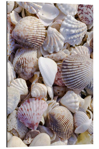 Aluminium print Shells on the beach