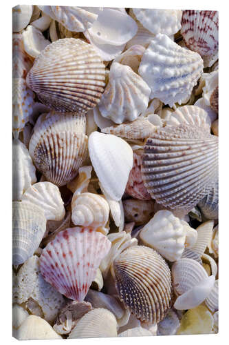 Leinwandbild Muscheln am Strand