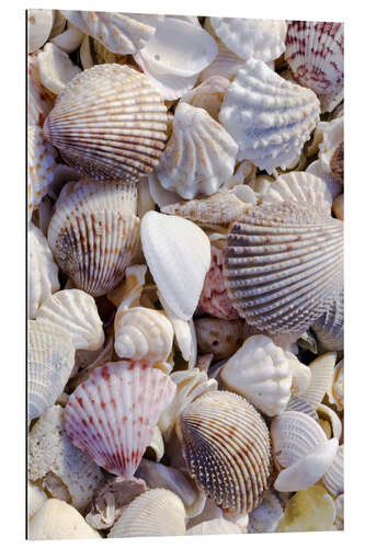 Galleritryck Shells on the beach