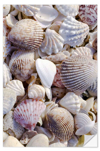 Sisustustarra Shells on the beach