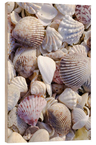 Wood print Shells on the beach