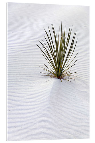 Gallery print Yucca on Sand Dune