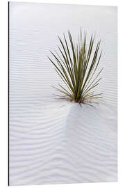 Magnettafel Yucca auf Sanddüne