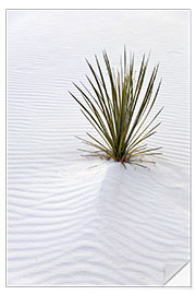 Naklejka na ścianę Yucca on Sand Dune