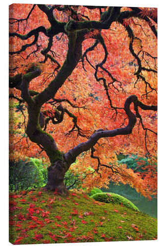 Canvas print Japanese maple in autumn