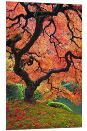 Foam board print Japanese maple in autumn