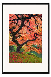Gerahmter Kunstdruck Japanischer Ahorn im Herbst