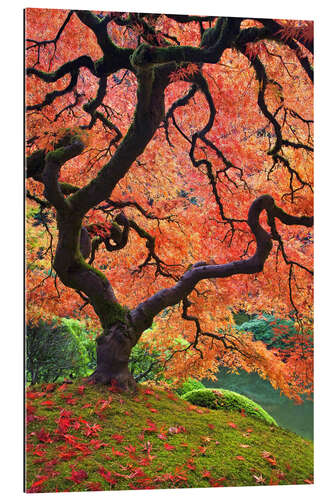 Galleriprint Japanese maple in autumn