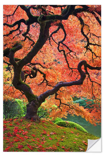 Selvklæbende plakat Japanese maple in autumn