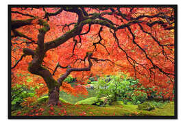 Gerahmter Kunstdruck Japanischer Schlitzahorn