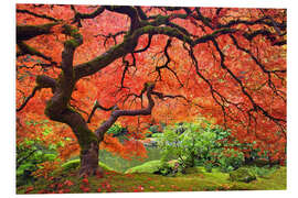 Foam board print Japanese maple