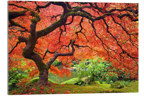 Gallery print Japanese maple