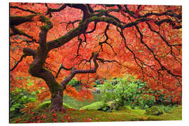 Magnettafel Japanischer Schlitzahorn