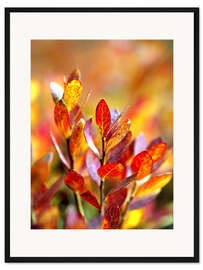 Gerahmter Kunstdruck Rote Heidelbeerblätter