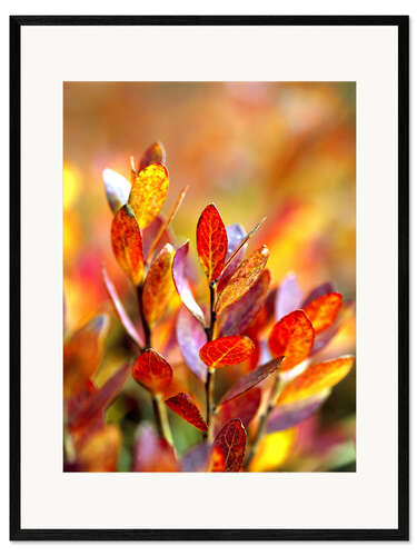 Kunsttryk i ramme Red bilberry leaves