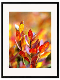 Innrammet kunsttrykk Red bilberry leaves