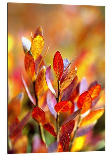 Gallery print Red bilberry leaves