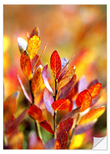 Selvklebende plakat Red bilberry leaves