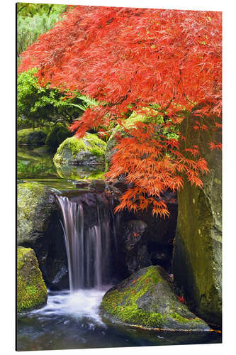 Aluminium print Waterfall and Japanese Maple