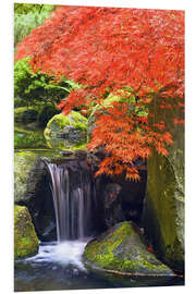 Foam board print Waterfall and Japanese Maple