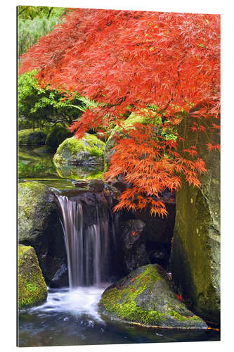 Gallery print Waterfall and Japanese Maple