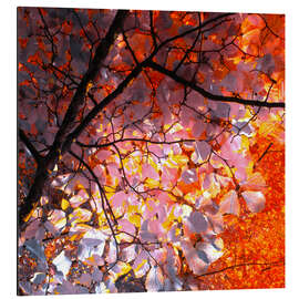 Aluminium print autumn tree I