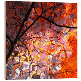 Trebilde autumn tree I