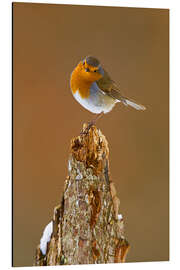 Aluminiumtavla Robin on tree stump in winter