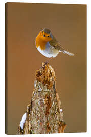 Canvas print Robin on tree stump in winter