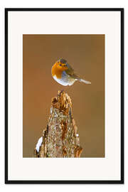 Gerahmter Kunstdruck Rotkehlchen auf Baumstumpf