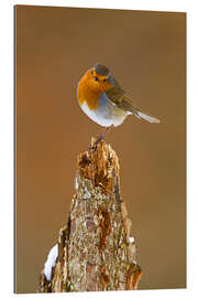 Gallery print Robin on tree stump in winter